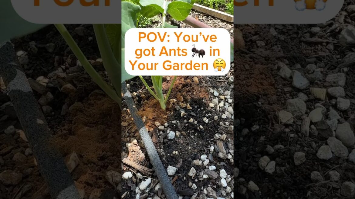 How to Get Rid of Ants 🐜 in Your Garden Naturally #gardentips