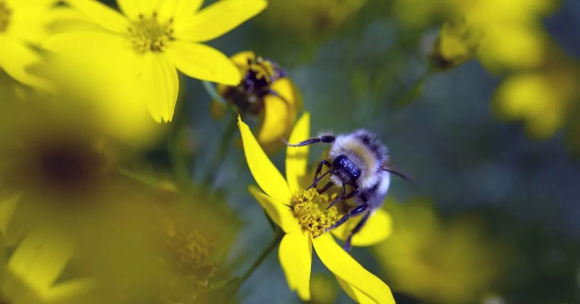 Monty Don issues warning as bees set to swarm UK gardens in coming weeks Ipso logo