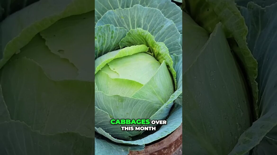 How to Stop Snails & Slugs from Eating Your Cabbage! 🐌🥬 (Easy Organic Tips)