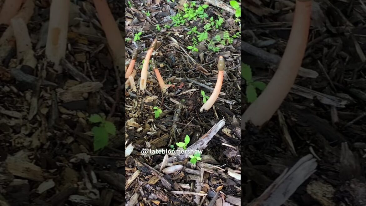 What’s growing on my wood chip pile? #stinkhorn #fungus #garden #tennessee