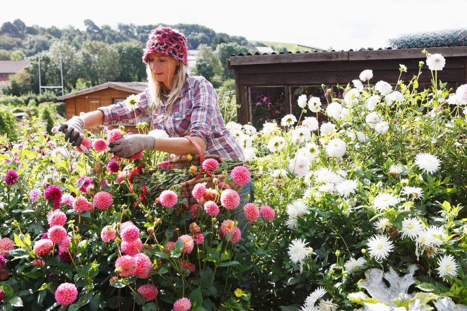 Woman harvesting dahlias in a garden.