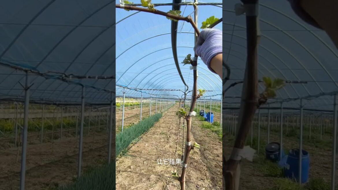 🌿 Pruning Grapes for Bigger Fruits 🍇 | Smart Gardening Tips #ZRAgro