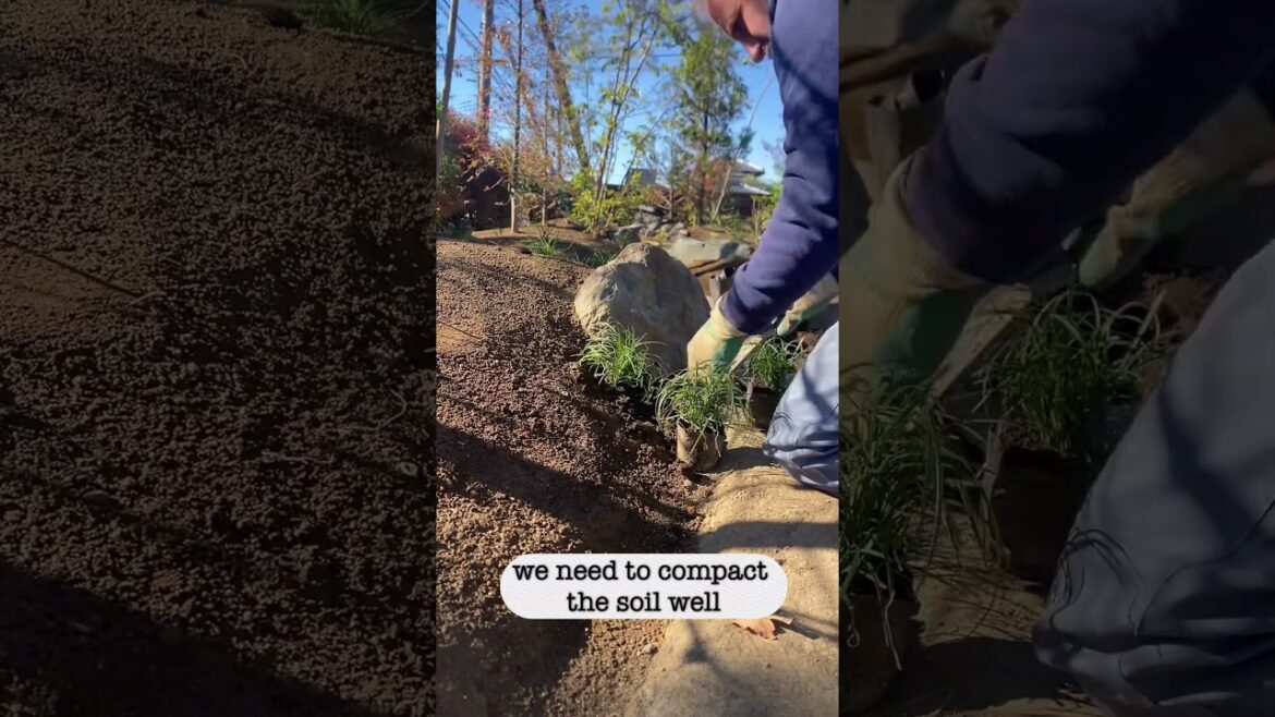 A day planting in a Japanese Garden. How to plant in Japan.