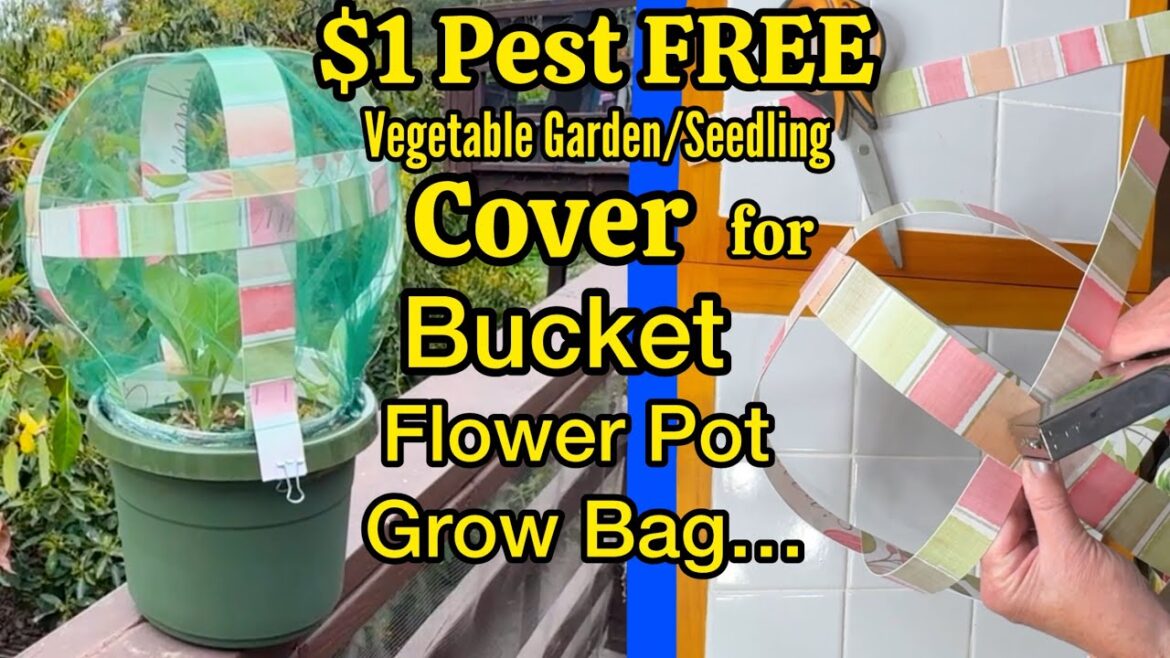 How to Make a Pest Free Container Garden Cover to Protect Plants in a Bucket, Grow Bag & Flower Pot How to Make a Pest Free Container Garden Cover to Protect Plants in a Bucket, Grow Bag & Flower Pot