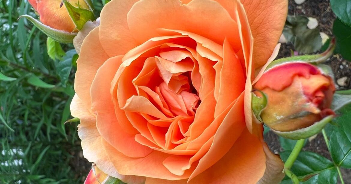 Gardeners urged to remove weeds next to one vulnerable flower Ipso logo