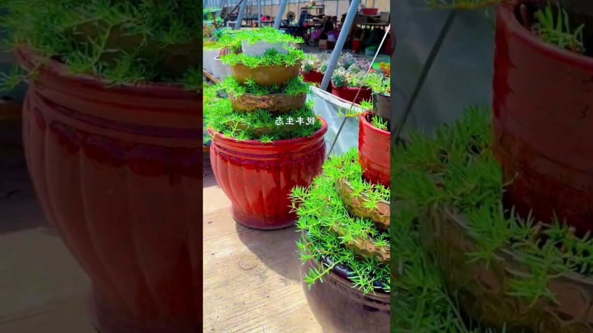 Wow good idea design plant portulaca flower #handmadeplanter #floweringplant #garden  #gardenflower