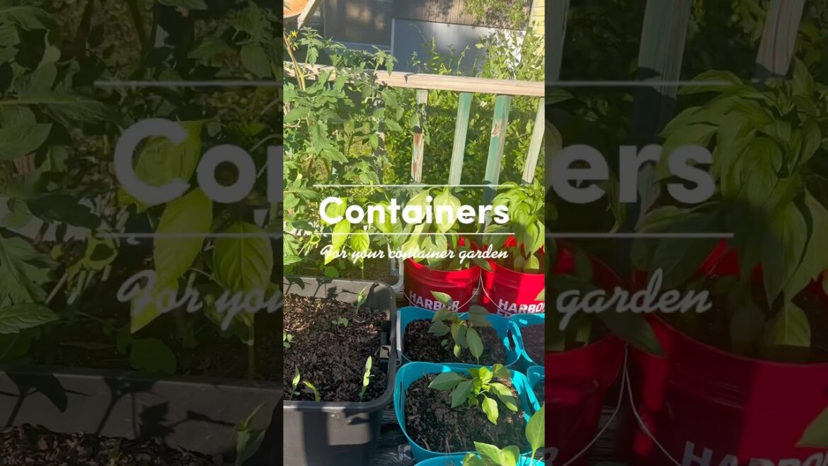 Containers for your container garden!!! #beginnergardner #containergardening Containers for your container garden!!! #beginnergardner #containergardening