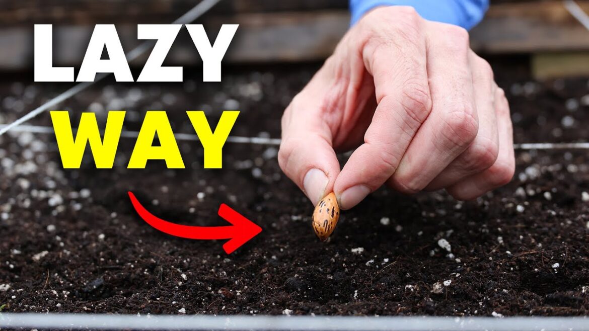James Prigioni: The Lazy Way to Plant in May The Lazy Way to Plant in May
