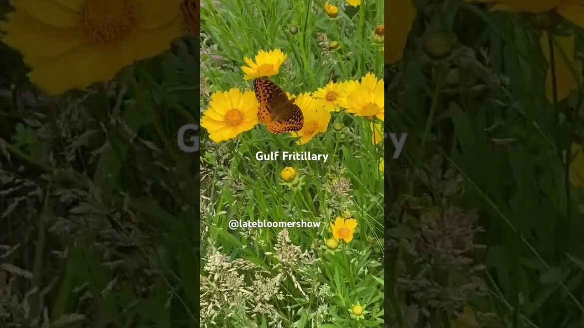The meadow is alive! #coreopsis #butterfly #meadow #latebloomershow