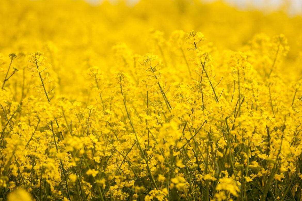 Here are all the open gardens in Shropshire this week. Photo: Jamie Ricketts