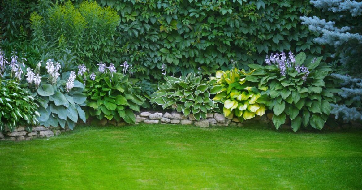 Two ways UK gardeners can disperse ant nests Ipso logo