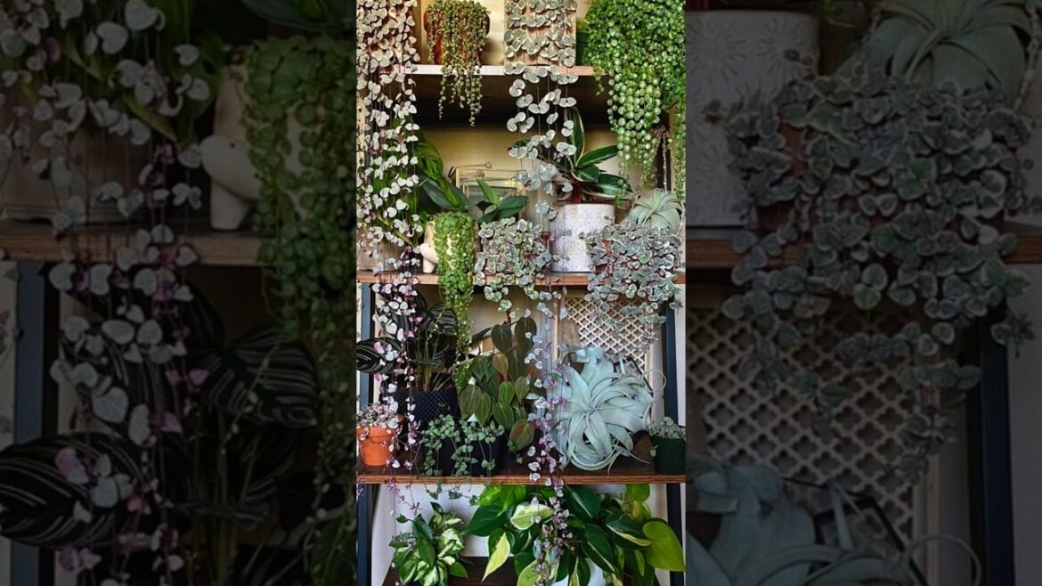 #shortsfeeed #home decoration ideas video