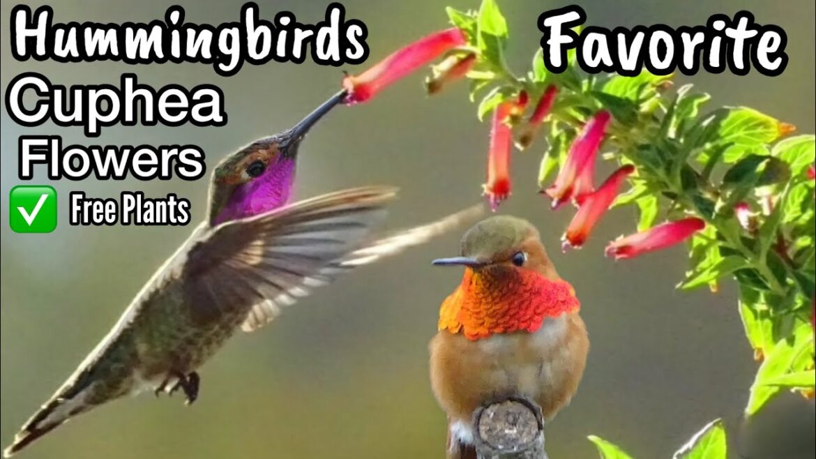 Hummingbird Flowers that Attract Hummingbirds Container Garden or Patio Plant Cuphea Cigar w/ Nectar Hummingbird Flowers that Attract Hummingbirds Container Garden or Patio Plant Cuphea Cigar w/ Nectar