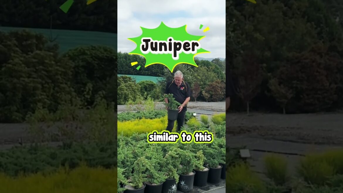 Want a Bonsai But Lack the Gardening Talent? Japanese Juniper is the Solution.