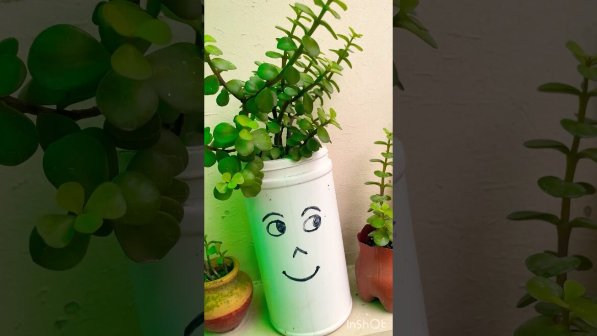Jade plant | Lucky plant #small pot gardening #plants #kuber plant #shorts Jade plant | Lucky plant #small pot gardening #plants #kuber plant #shorts