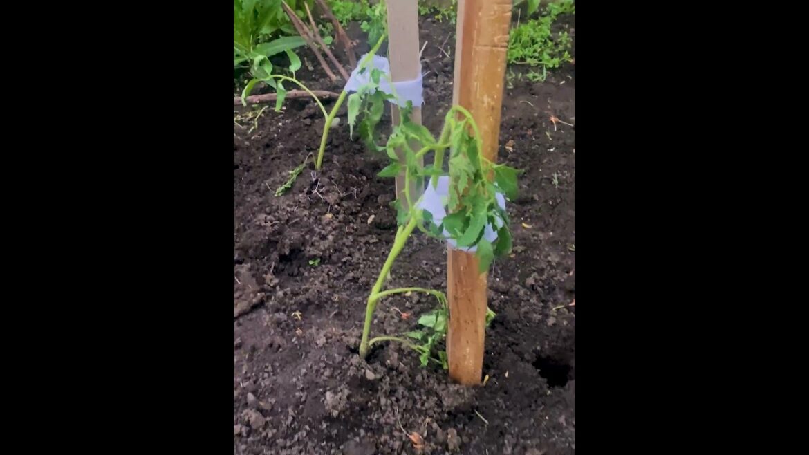 How to Tie Tomato Plants Organically β Simple & Reliable Garden Method #knot #rope #lifehacks #diy How to Tie Tomato Plants Organically β Simple & Reliable Garden Method #knot #rope #lifehacks #diy