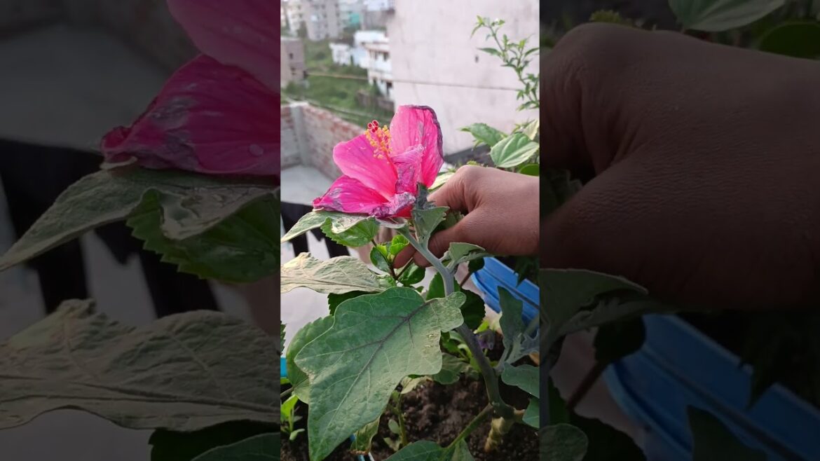 happy gardening 😄😄😄 #garden #plants #flowers #gardendesign #trending #shorts