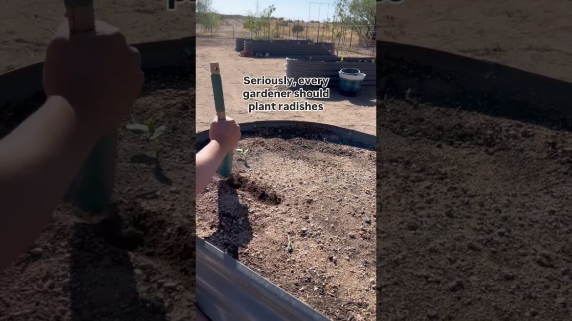 Radishes are super easy to… #ediblegardening #vegetablegarden