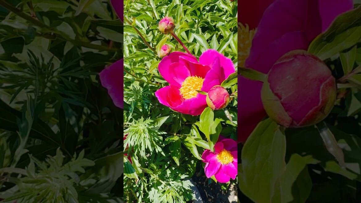Edible flower #garden #flowers