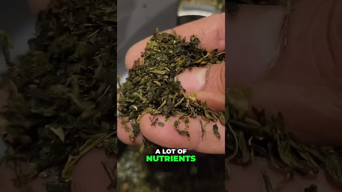 California Gardening: How to Make Dry Compost from Kitchen Scraps with a Kitchen Composter ♻️🌿 How to Make Dry Compost from Kitchen Scraps with a Kitchen Composter ♻️🌿