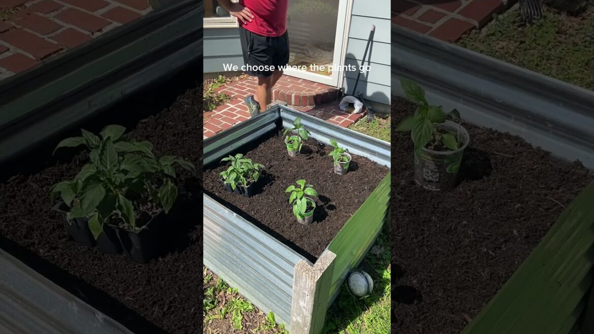 Backyard garden for 2025! I will be making another video next Friday checking in on them.