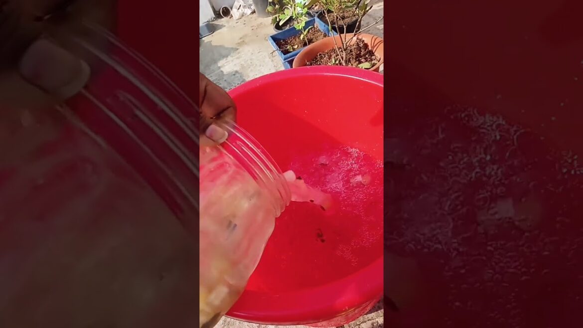 watermelon peel fertilizer #plants #garden #fertilizer #shorts #youtubeshorts watermelon peel fertilizer #plants #garden #fertilizer #shorts #youtubeshorts