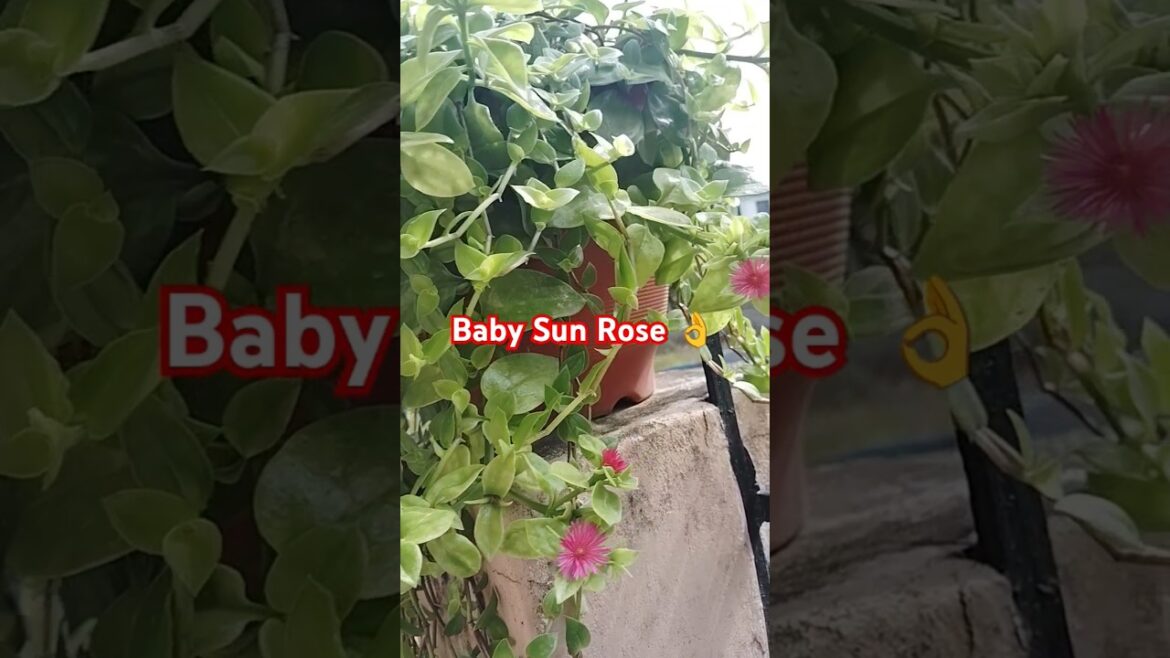 🌱Mini Sun Rose 🌹#motivation #sunrose #flowers #trending #viral #ytshorts