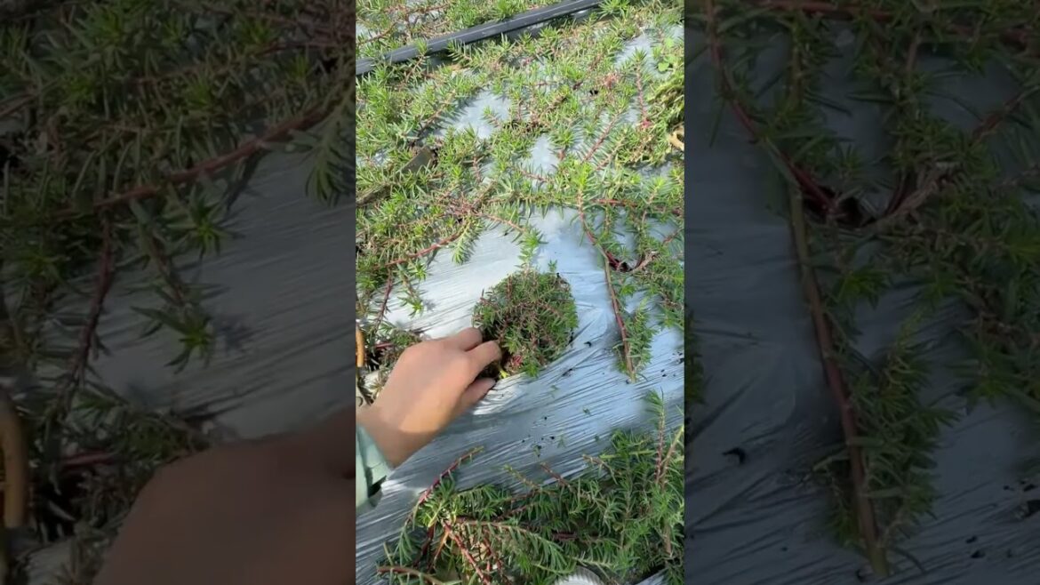 Take portulaca flower for plant in pot #gardening #gardenflower #handmadeplanter #portulacaflower