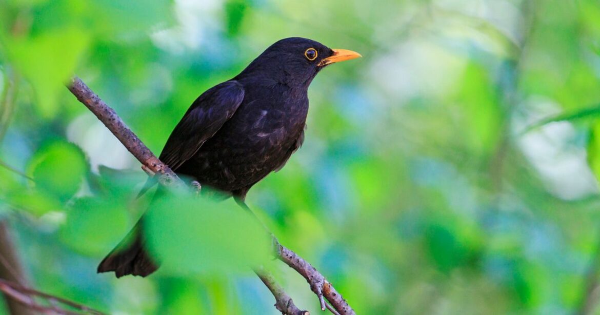 Homeowners with blackbirds in garden warned to take action Ipso logo