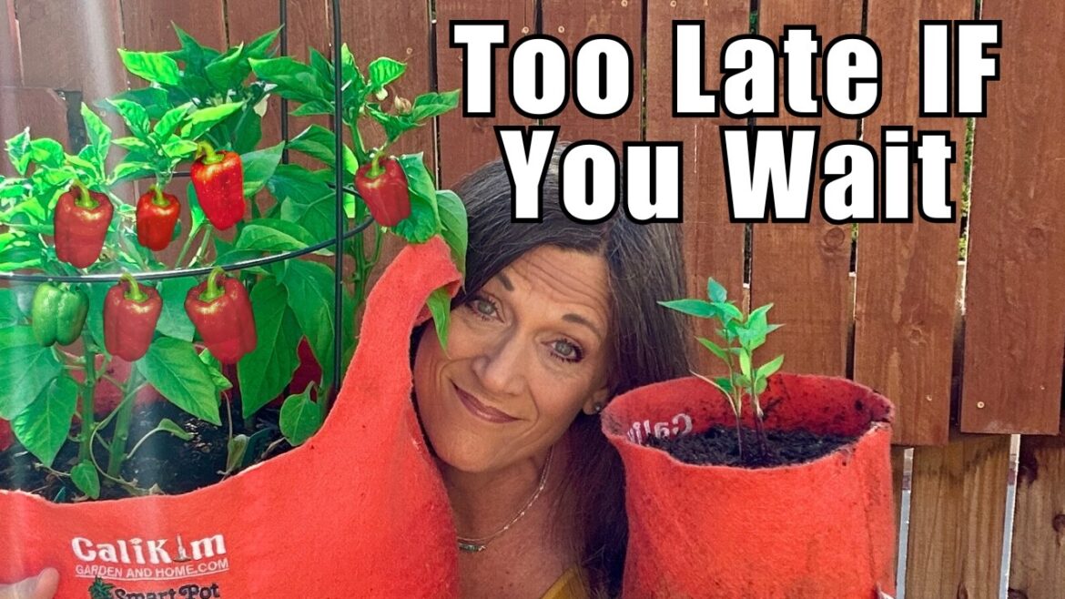 CaliKim: Peppers: Most Gardeners Miss This In May Peppers: Most Gardeners Miss This In May