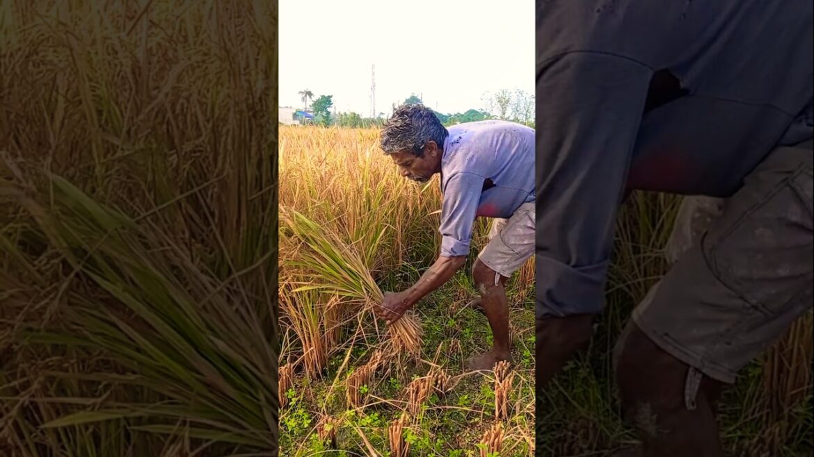 How Rice is Harvested! Amazing Paddy Cutting 🌾👩🌾 #shorts How Rice is Harvested! Amazing Paddy Cutting 🌾👩🌾 #shorts