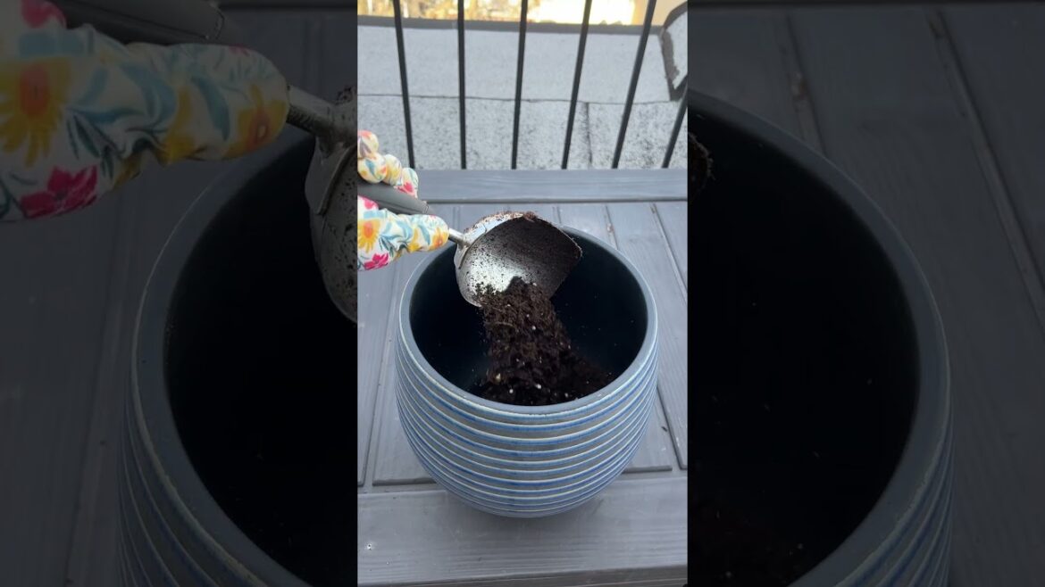 BHG Walmart Container Garden How-To