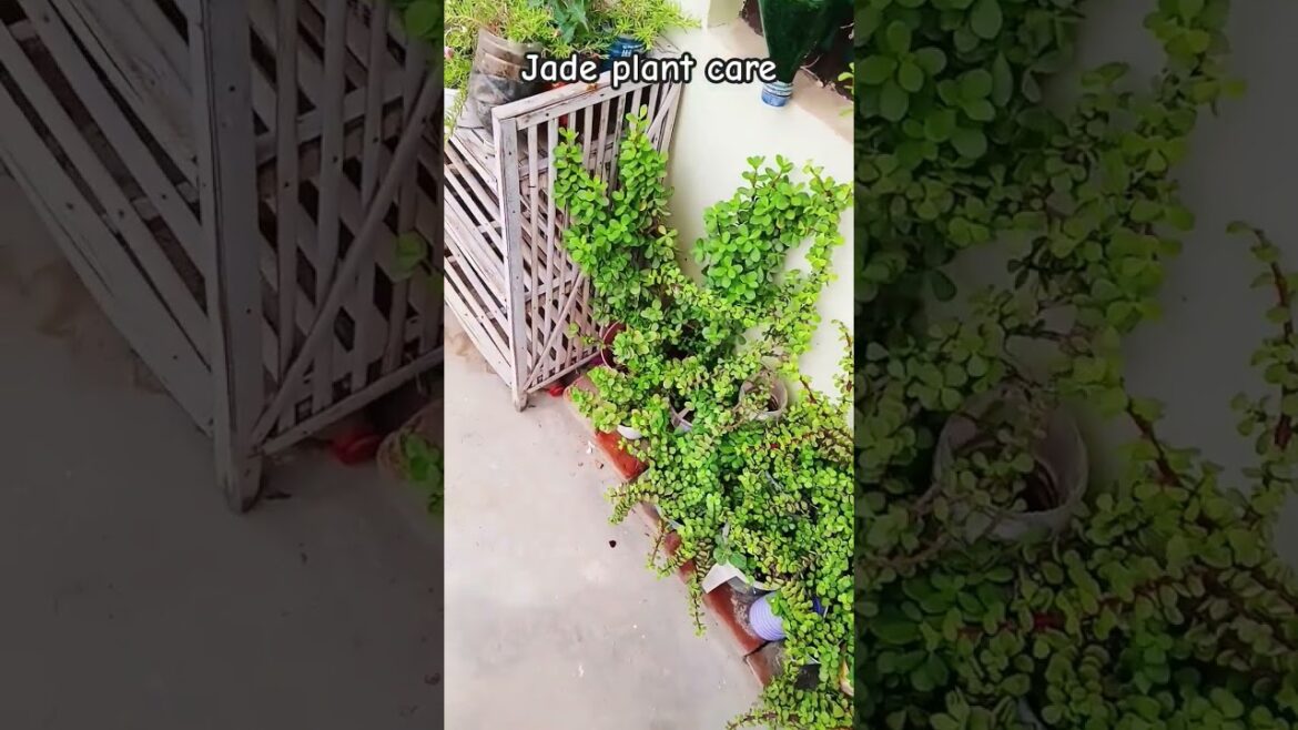 #plants #garden #flowers #youtubeshorts #jadeplant #gardening