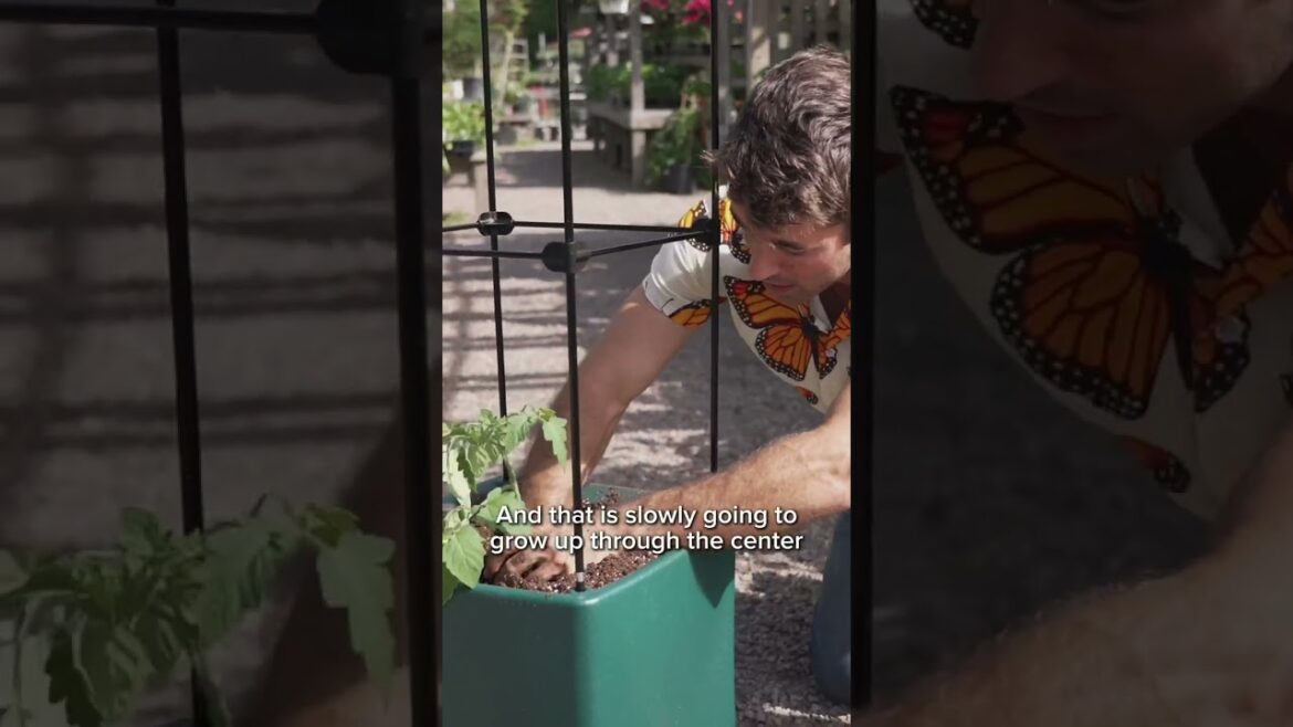 Setting Up Gardener's Oasis Self-Watering Tomato Planter with Farmer Nick