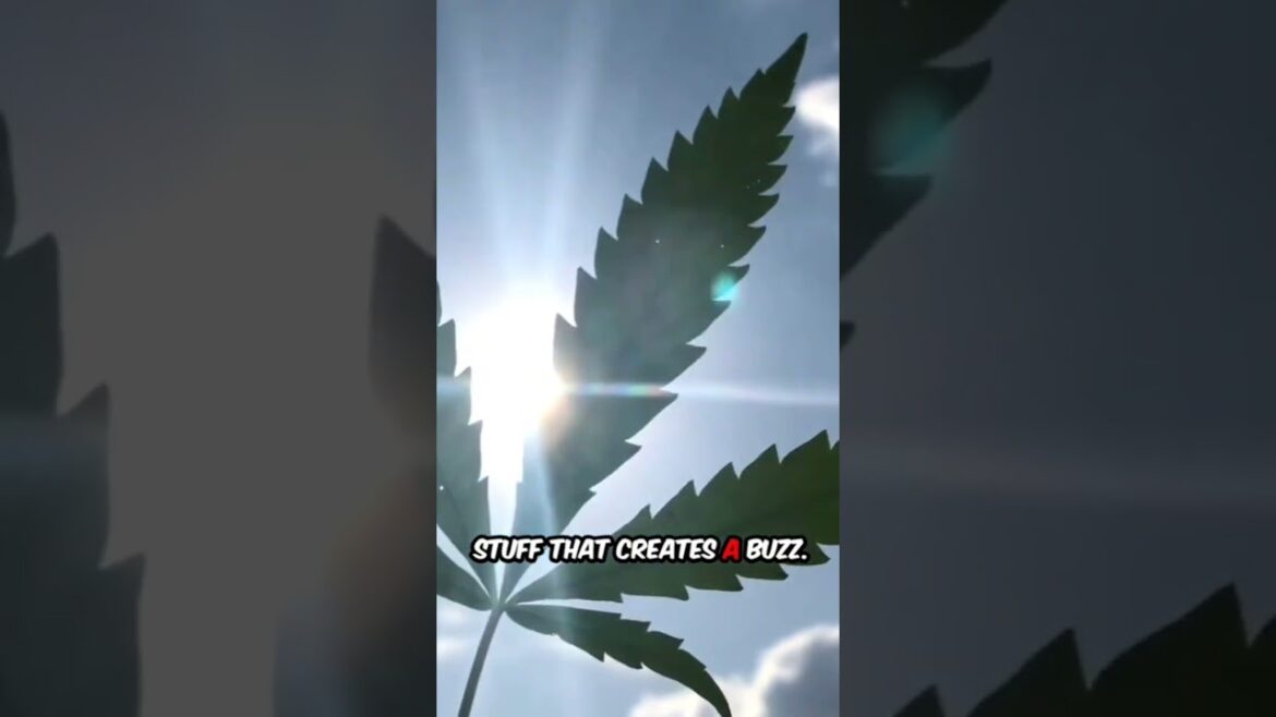 Can you eat raw cannabis??? Can you eat raw cannabis???