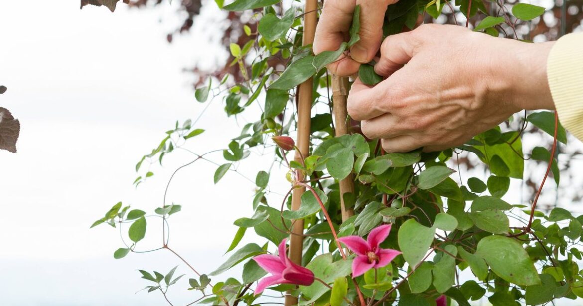 Plants to prune this weekend to ‘encourage second flush’ of flowers in summer Ipso logo