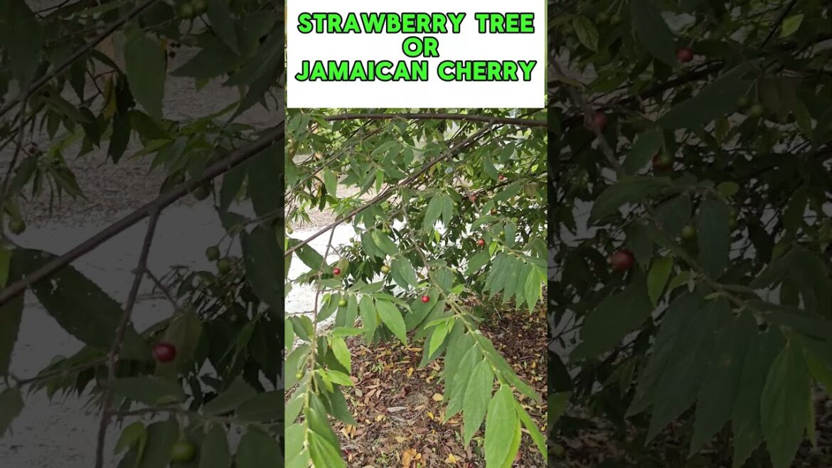 Red Jamaican Cherry (Strawberry Tree) bears and blooms year around. Amazing Tropical Tree #berries