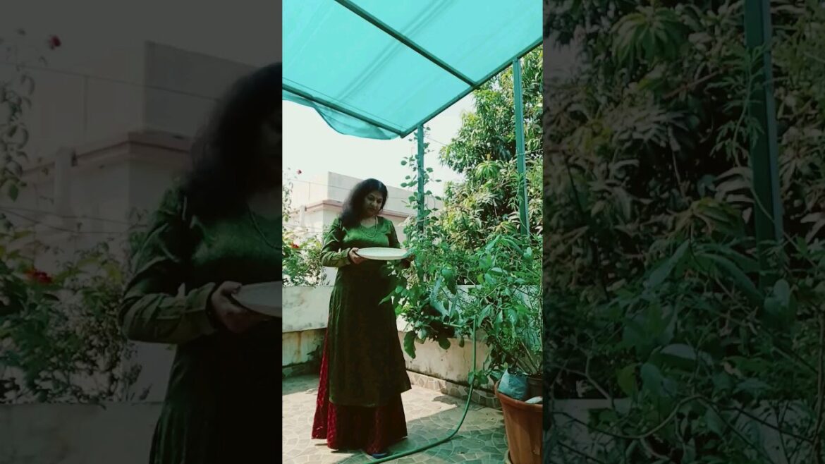 Harvesting last lot of long beans(jhudanga) from  backyard garden in morning.#kitchengarden.