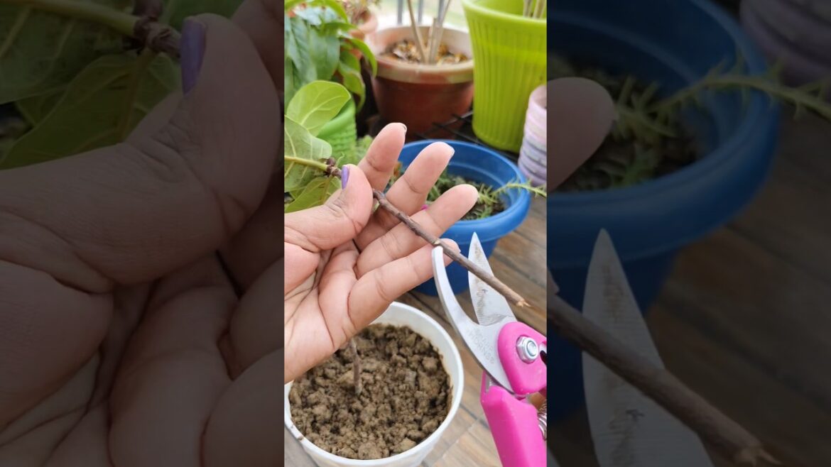 fiddle leaf ko kyun cut kiya🤔#garden #plants#balconygarden #smallspacegardening