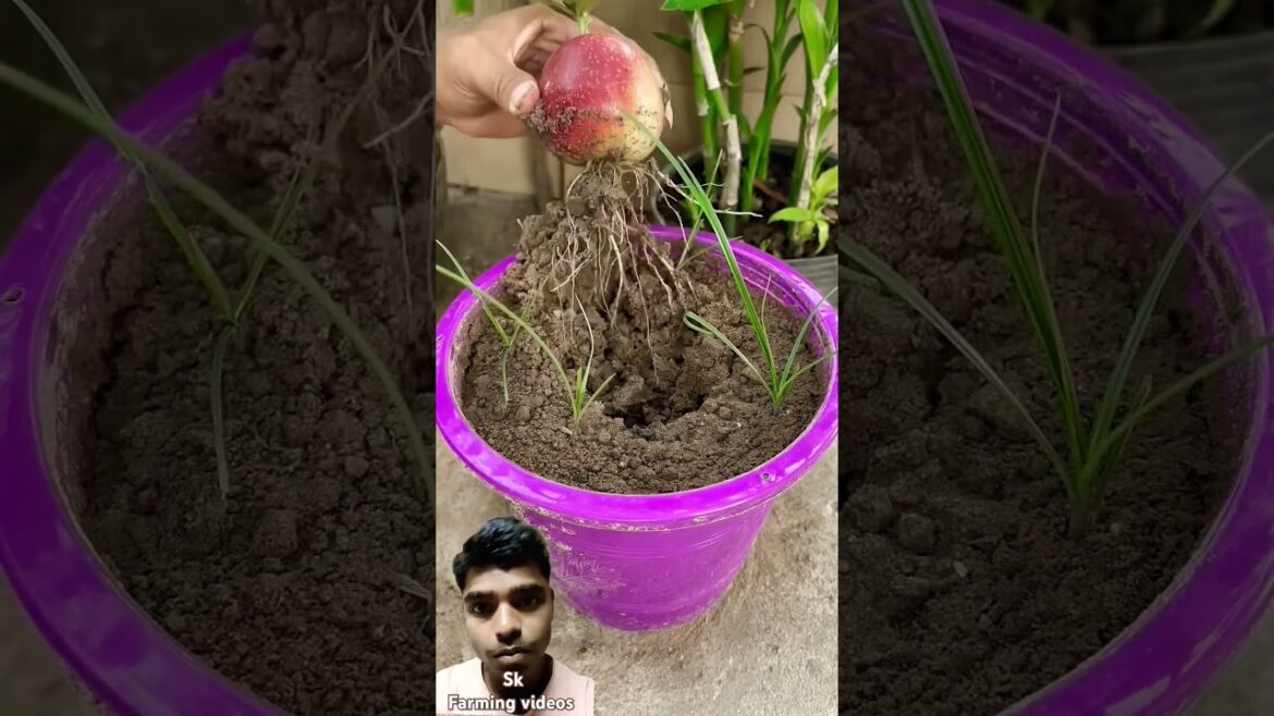 #trending #planting #video #trending #fruts #planting  #gardening #harvesting #video