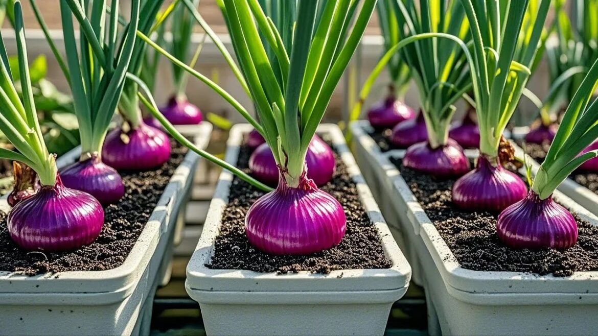 🔴LIVE: Amazing Small Space Gardening Tips and Tricks! Balcony Vegetable Gardening for Beginners