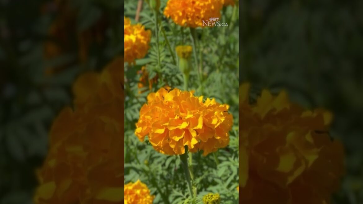 Tips for controlling pests in your garden Tips for controlling pests in your garden