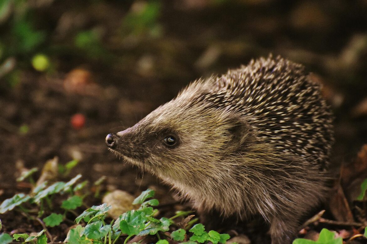 Hedgehog warning for gardeners – The Edinburgh Reporter Hedgehog warning for gardeners - The Edinburgh Reporter