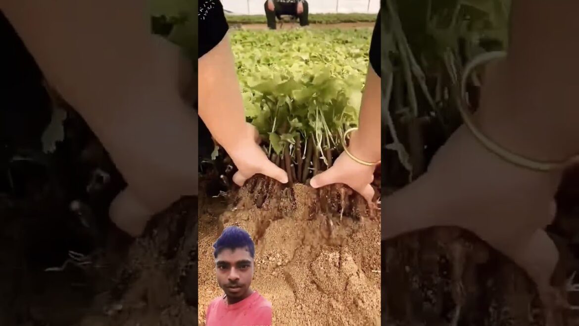 #trending #grapes#fruit #farming #video grapes#plants #harvesting #trending #video #fruit #farming #trending #grapes#fruit #farming #video grapes#plants #harvesting #trending #video #fruit #farming