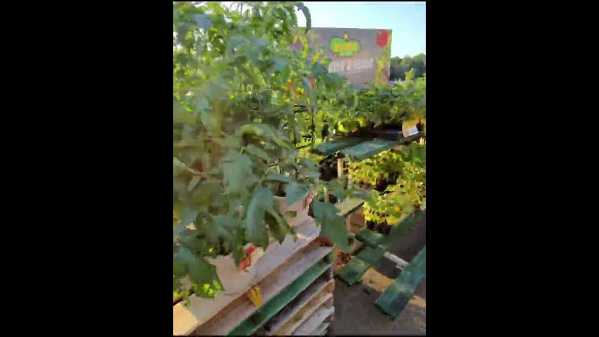 Have you started your garden yet? Tractor supply Co.￼