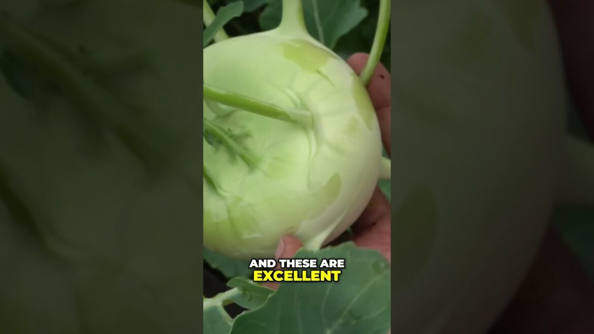 California Gardening: How to Grow & Harvest Kohlrabi in Your Home Garden 🌱 | Easy Gardening Tips! How to Grow & Harvest Kohlrabi in Your Home Garden 🌱 | Easy Gardening Tips!