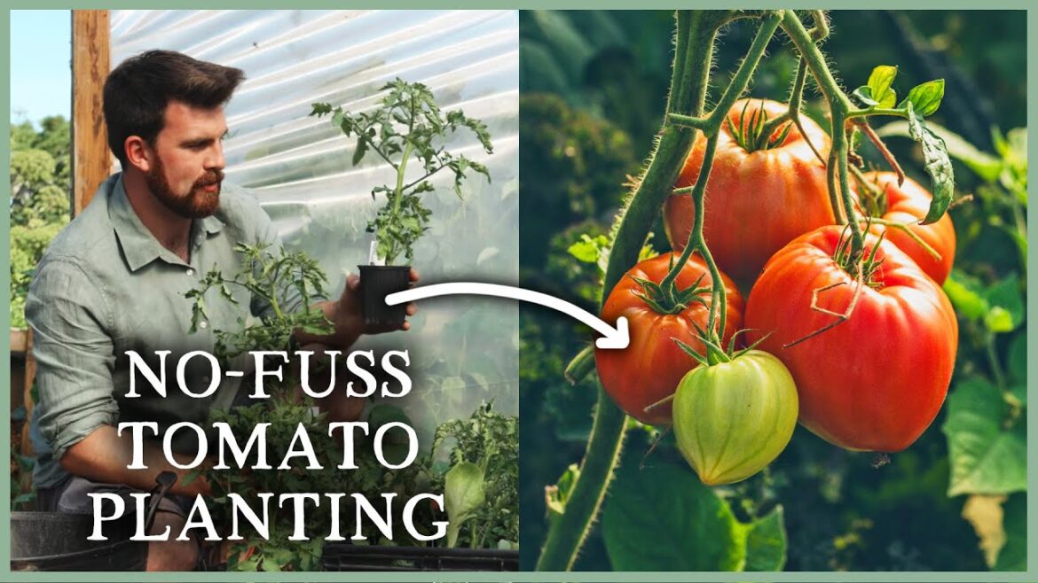 My No-Fuss Way of Planting Out Tomatoes | The Kitchen Garden Ep4