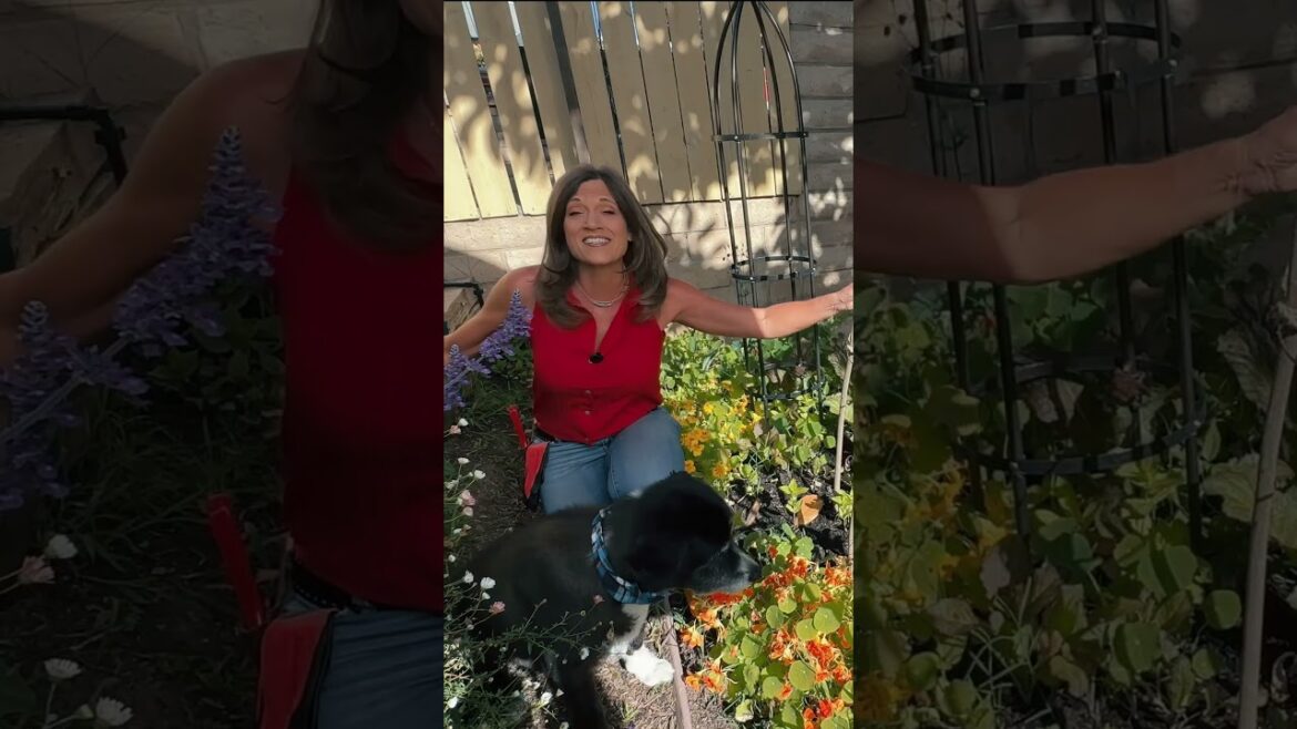 My Garden Hacks-Save Time Space Money