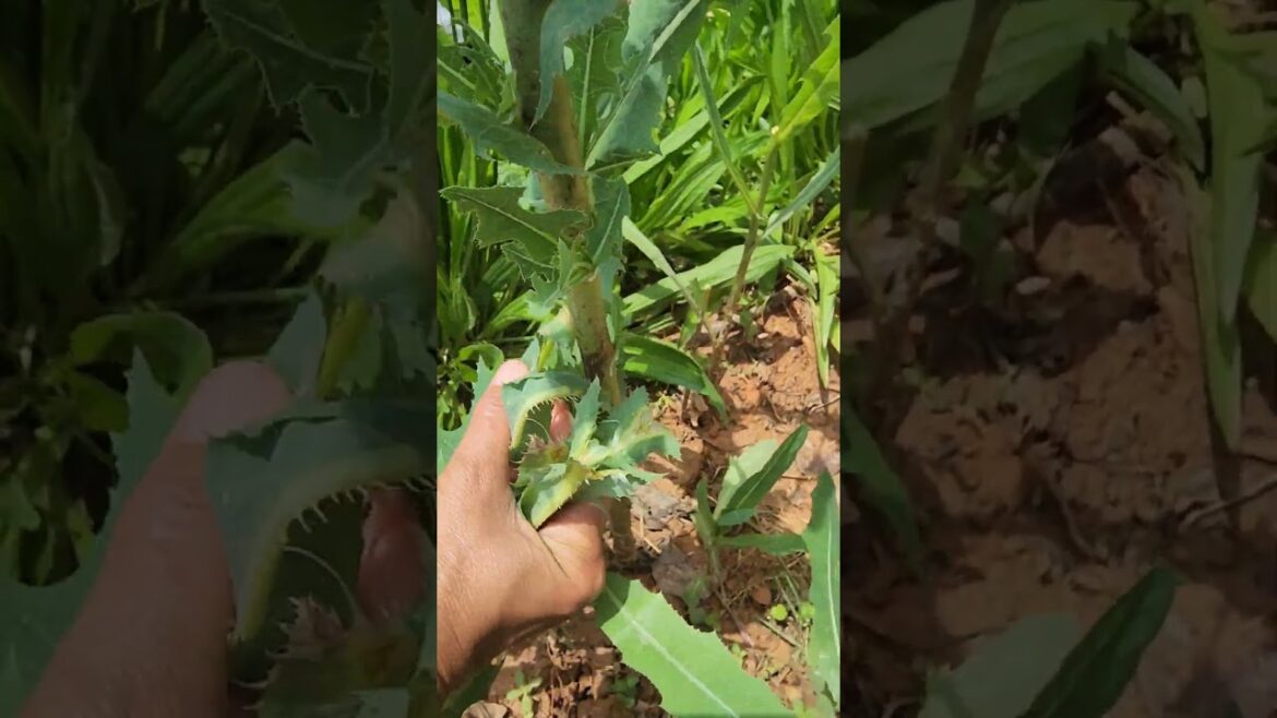Prickly Wild Lettuce #wildedible