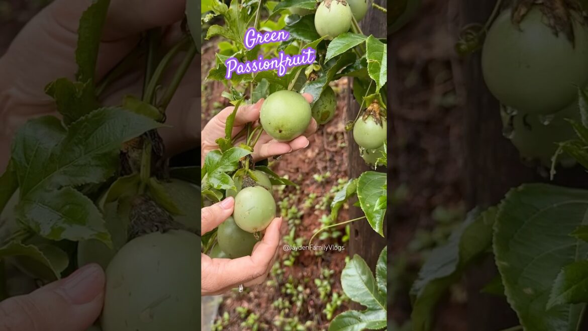 Let’s Try Green Passionfruit 🍀 #shorts #satisfying #fruit #enjoy #fyi